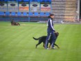 /album/fci-ipo-2012-vb-zalaegerszeg/fci2012zalaegerszeg-087-jpg/
